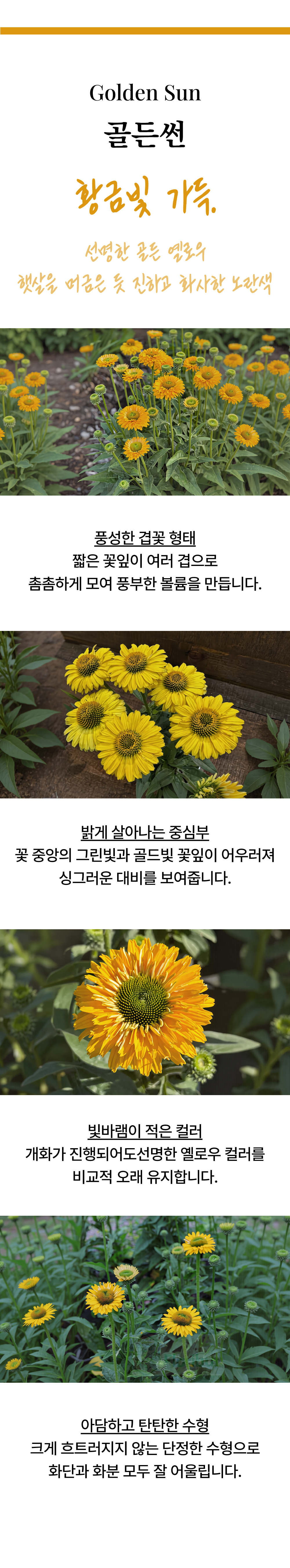 유럽 에키네시아 썬시커 12종