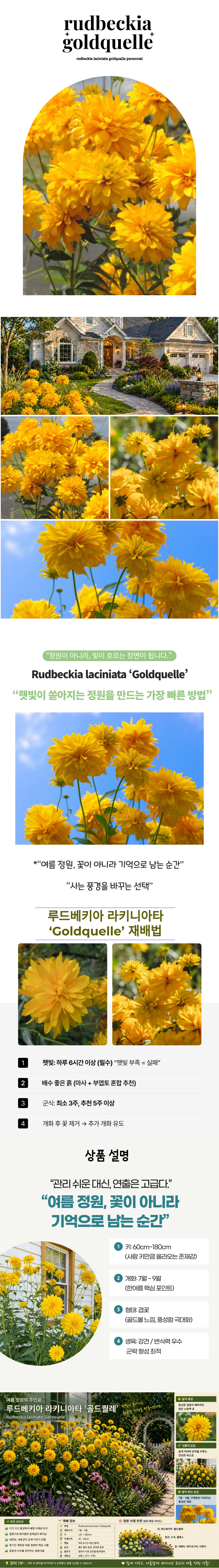겹 루드베키아 골드퀘레