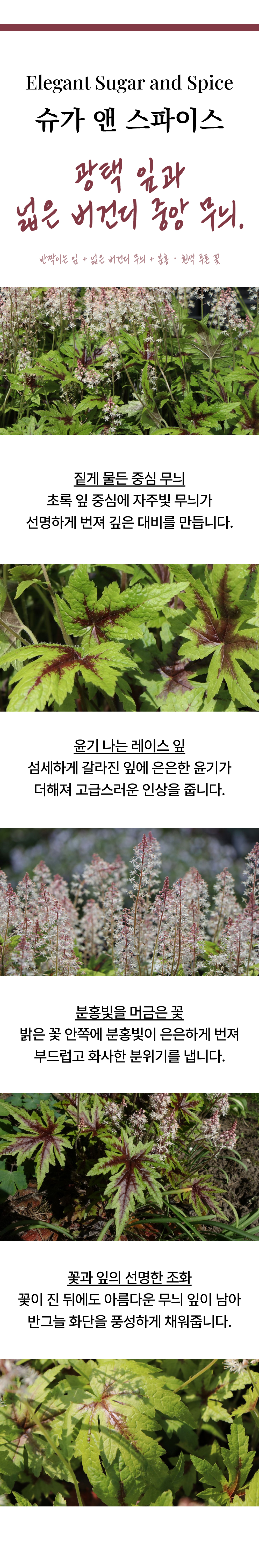 유럽 매화헐떡이풀(티아렐라) 5종
