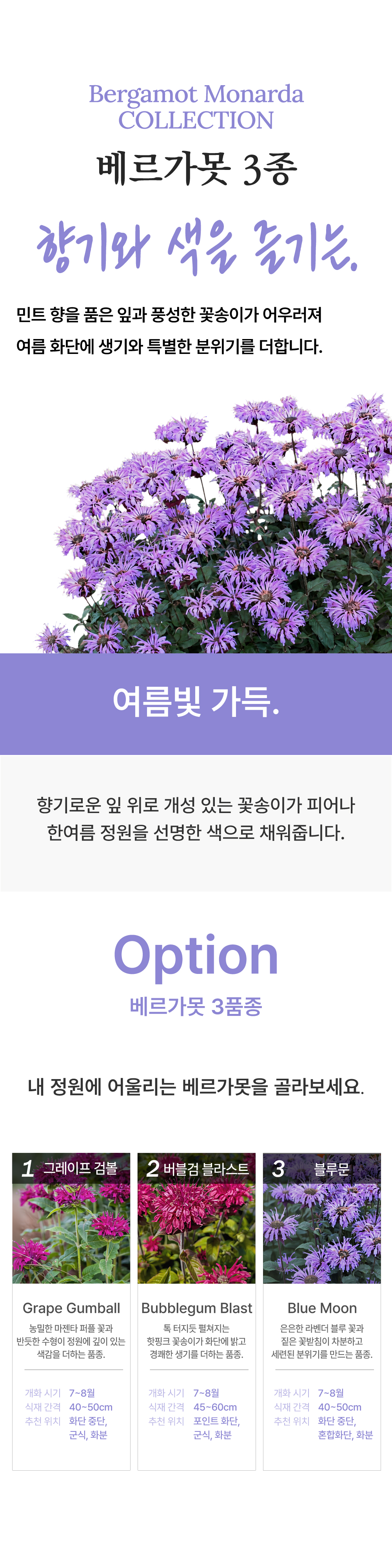 유럽 벨가못 모나르다 3종