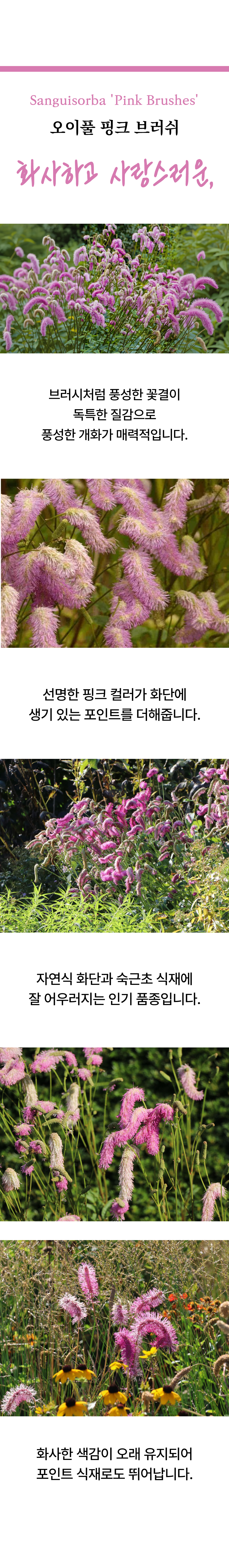 유럽오이풀(상귀소르바) 2종