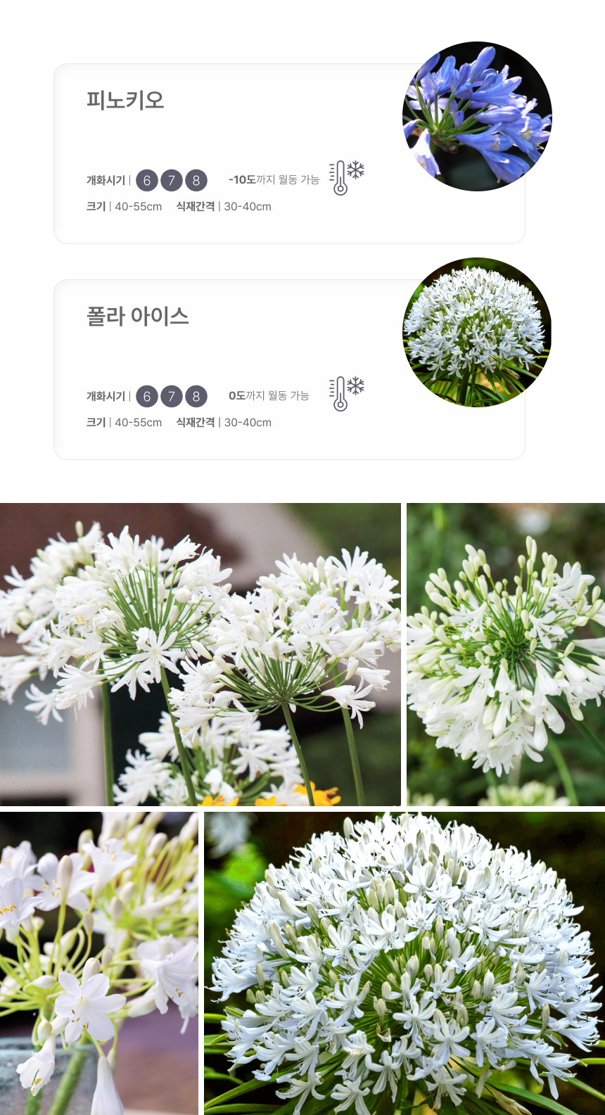 아가판서스(