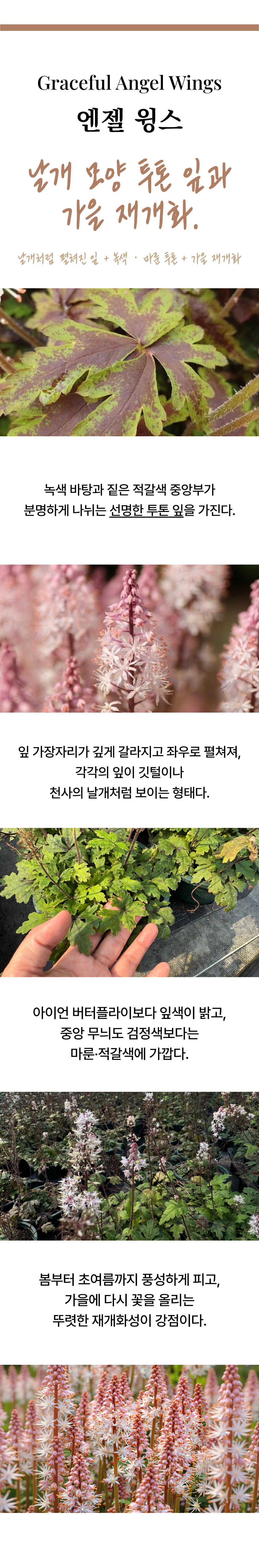 유럽 매화헐떡이풀(티아렐라) 5종