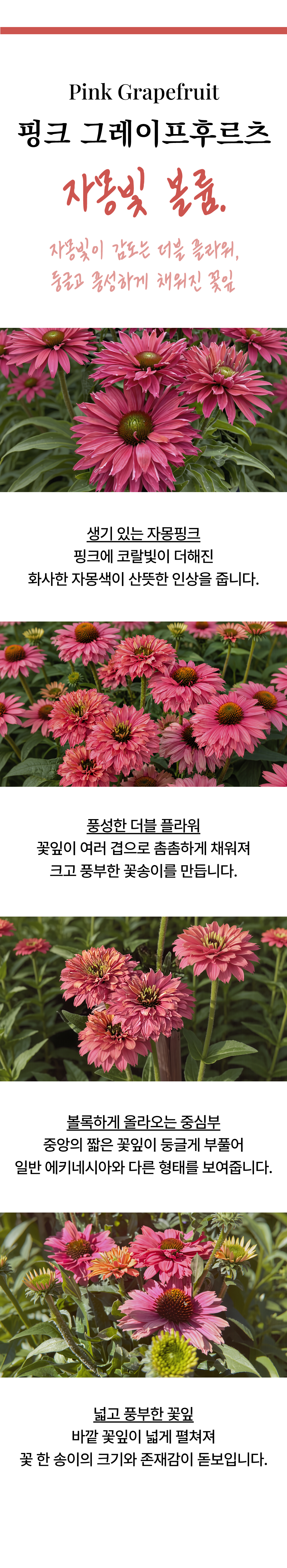 유럽 에키네시아 썬시커 12종
