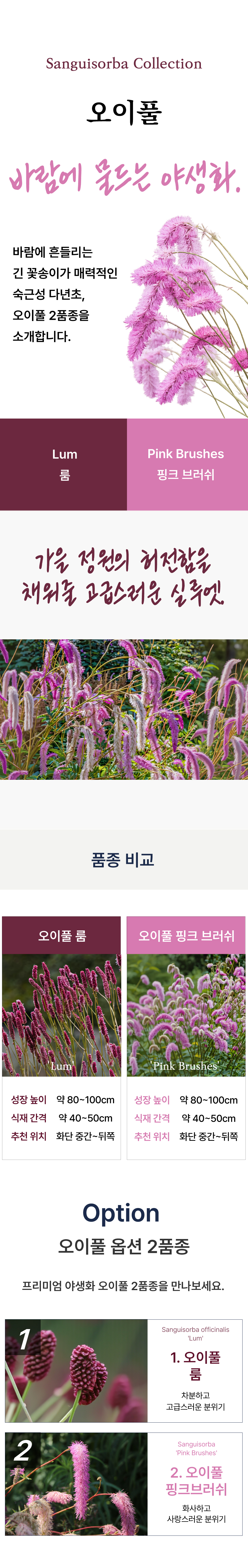유럽오이풀(상귀소르바) 2종