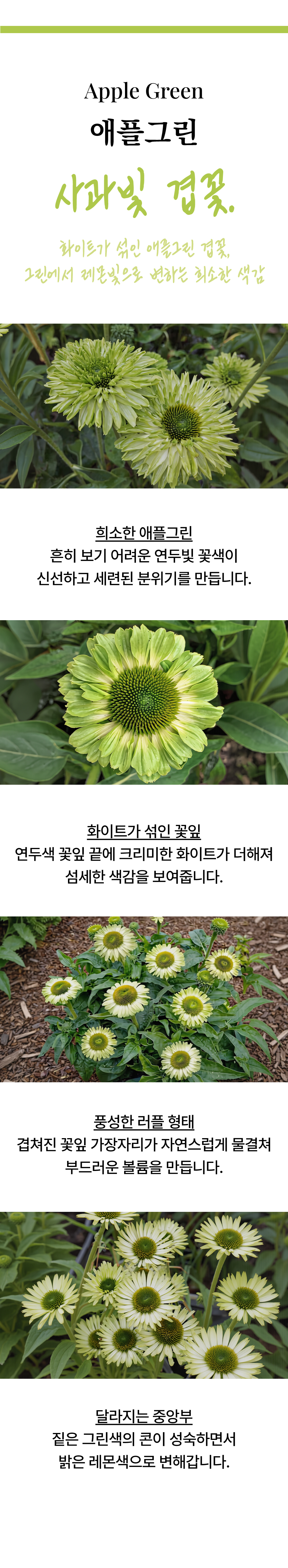 유럽 에키네시아 썬시커 12종