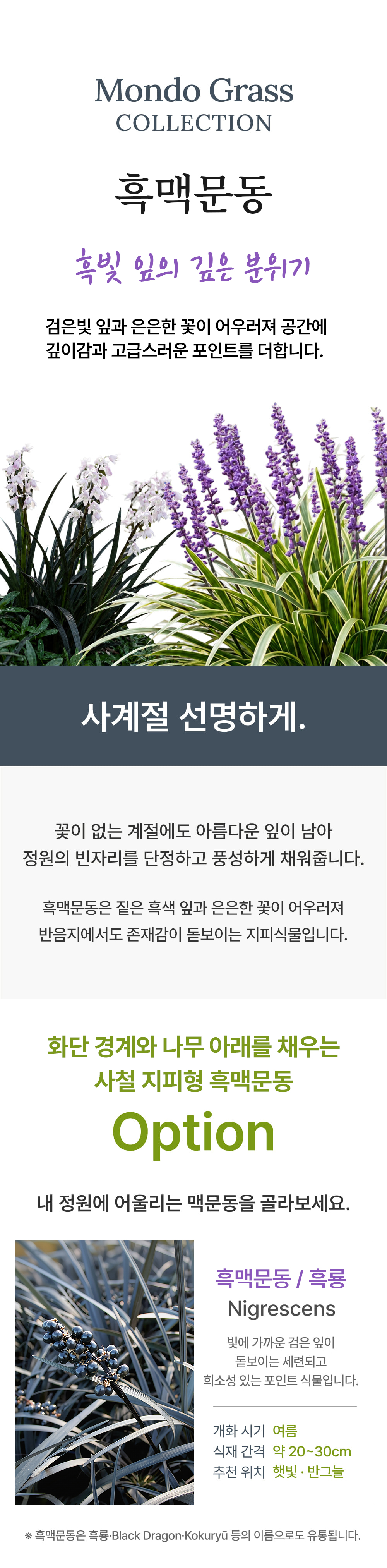 유럽 흑맥문동