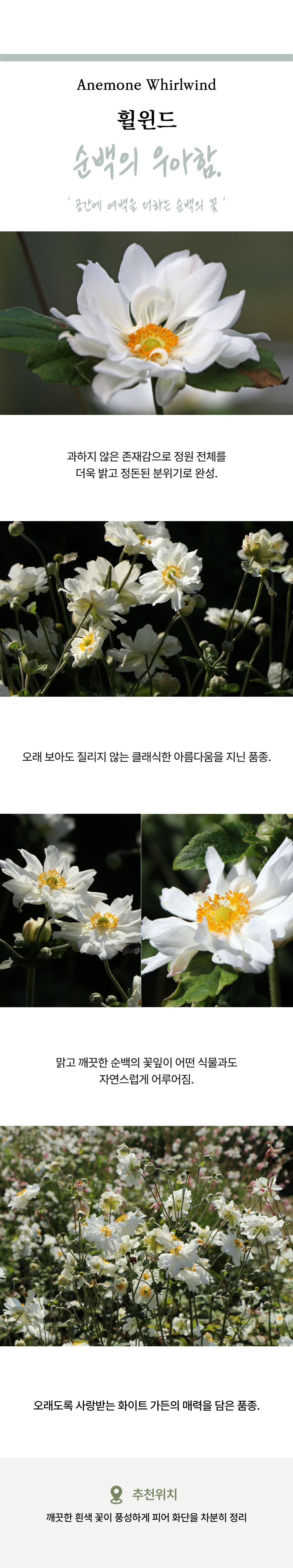 유럽 겹 추명국(아네모네) 6종