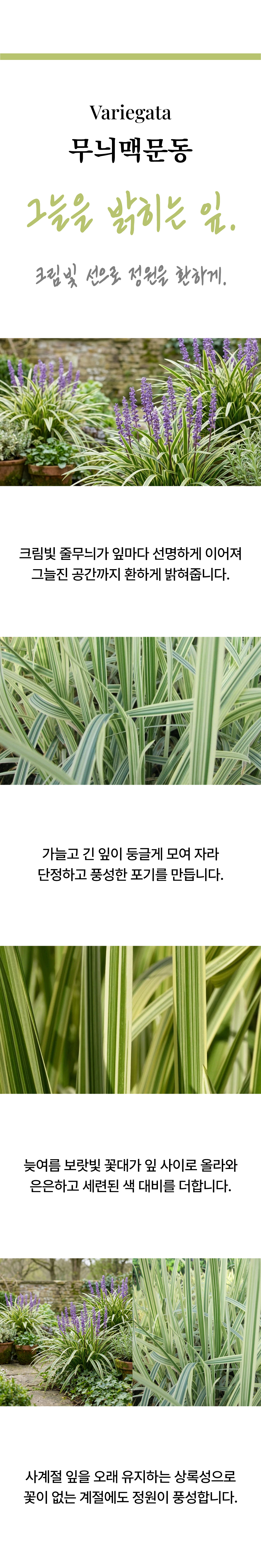 유럽 무늬맥문동 2종