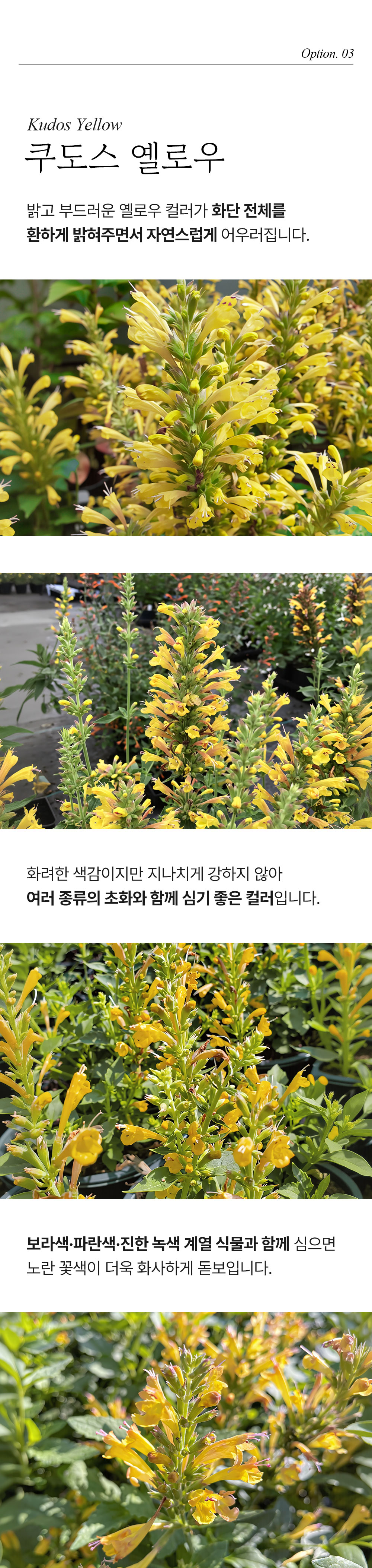 유럽 배초향 4종