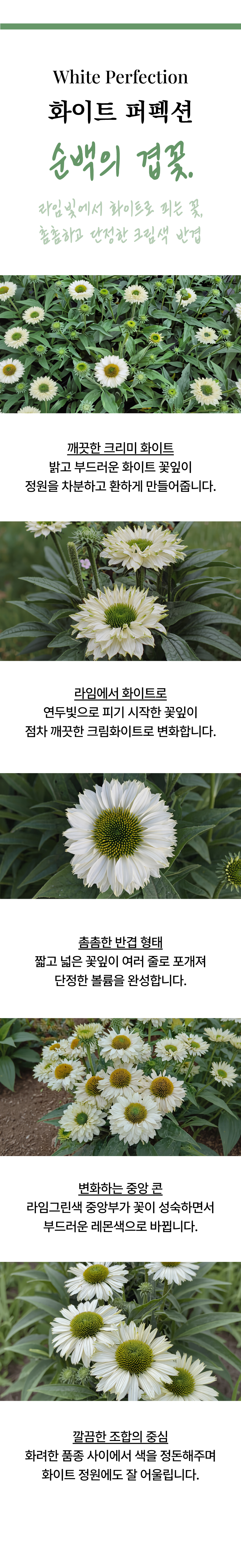 유럽 에키네시아 썬시커 12종