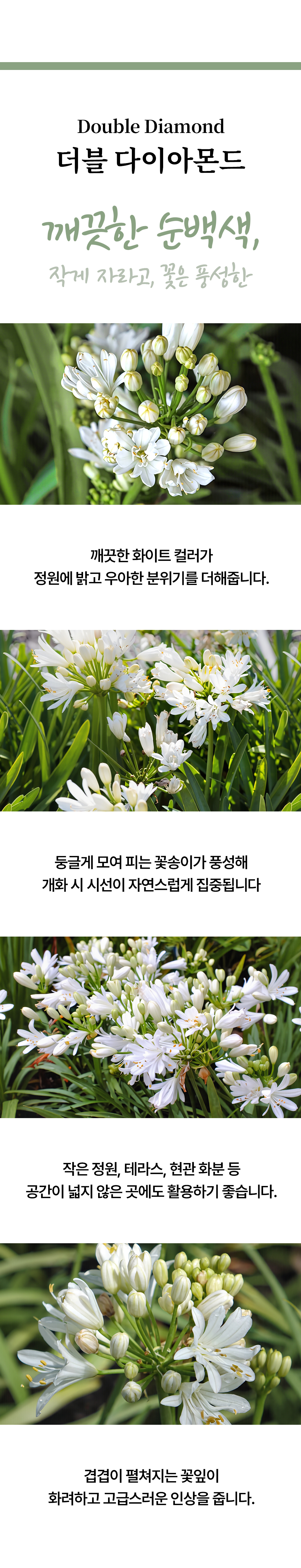 유럽 아가판서스 5종