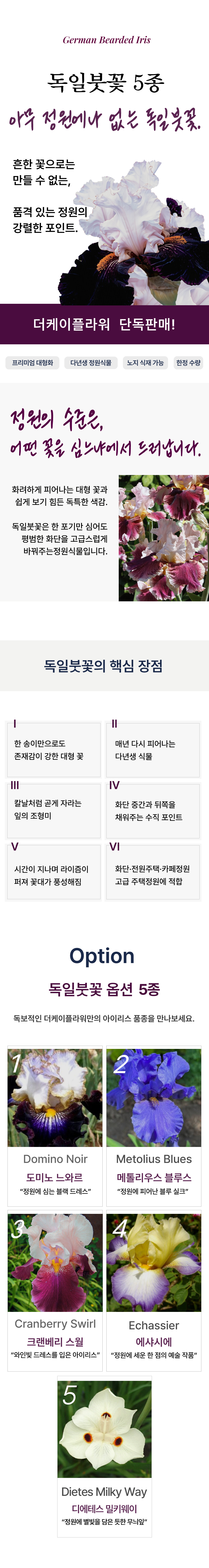 독일붓꽃 5종(저먼 아이리스)