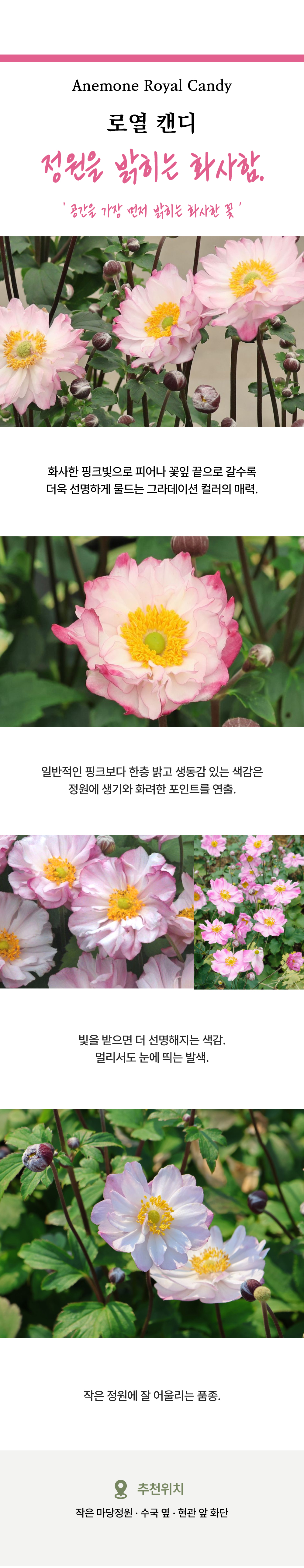 유럽 겹 추명국(아네모네) 6종