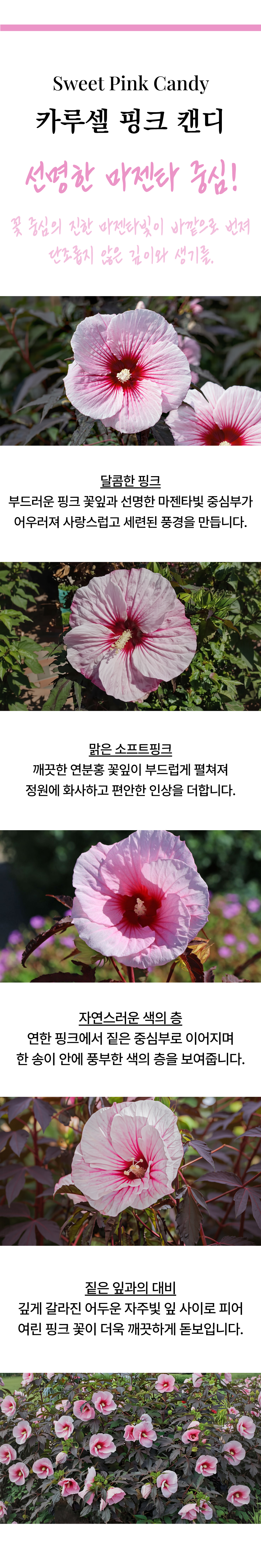 유럽 프리미엄 히비스커스 카루셀 3종