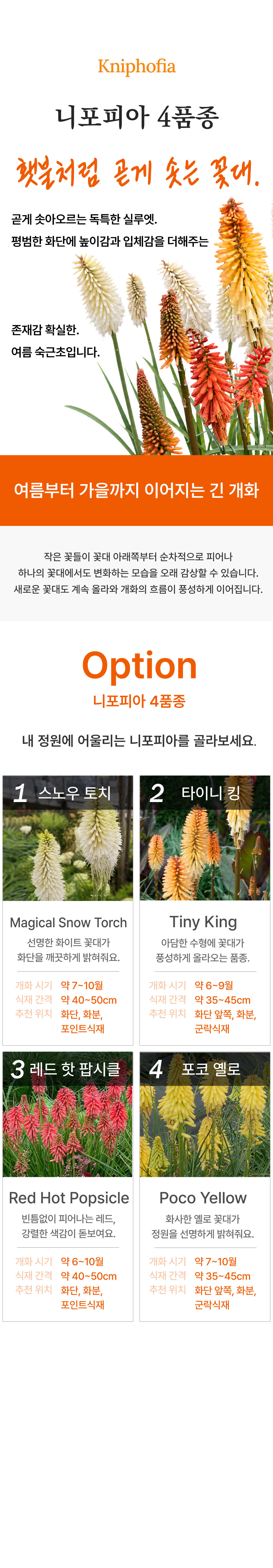 유럽 니포피아 4종