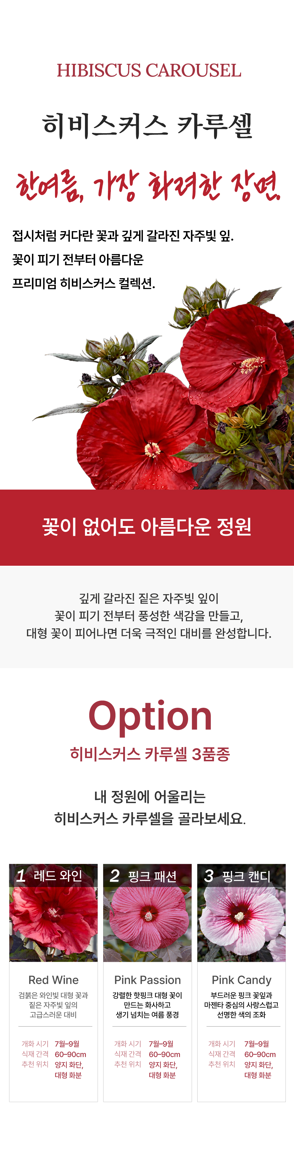 유럽 프리미엄 히비스커스 카루셀 3종