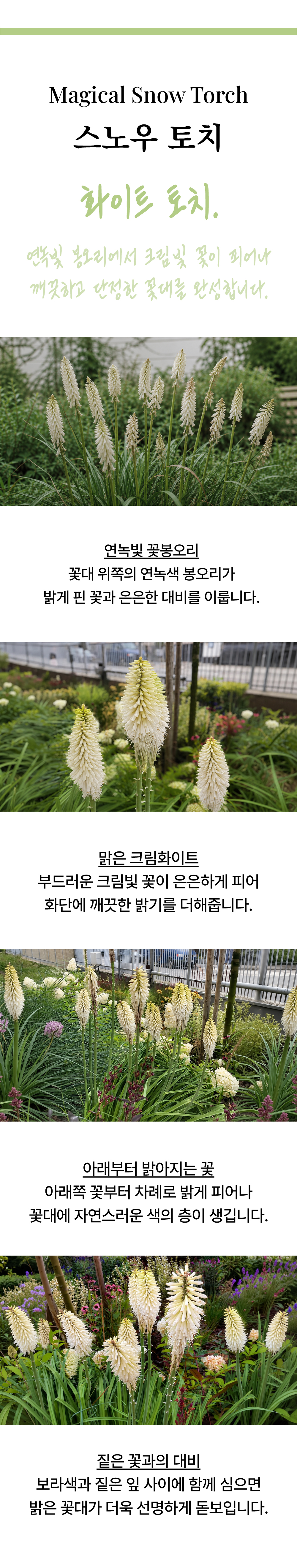 유럽 니포피아 4종