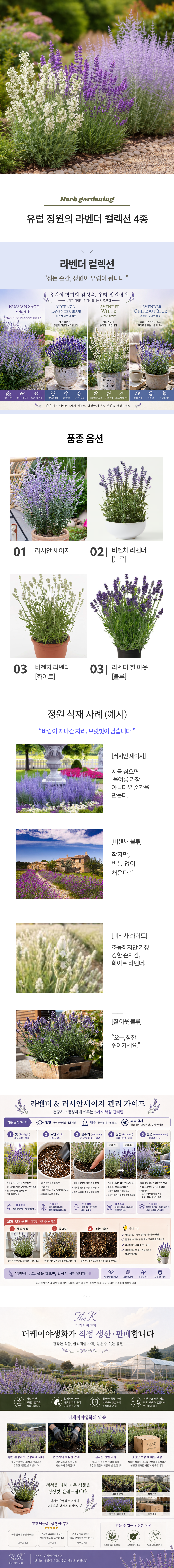 [허브4종]러시안세이지 비첸차 블루&화이트 칠아웃블루 라벤더