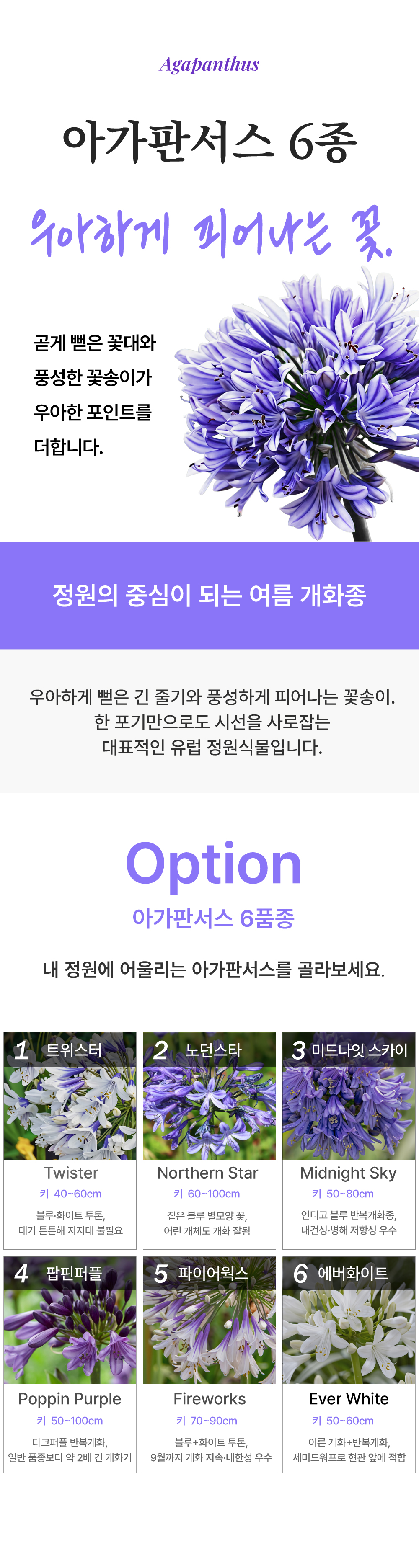 유럽 아가판서스 6종