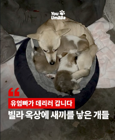 1c47fe237230b.png