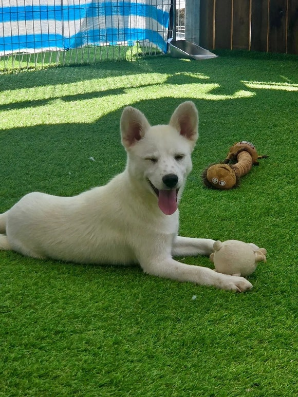 81a09086cece8.png