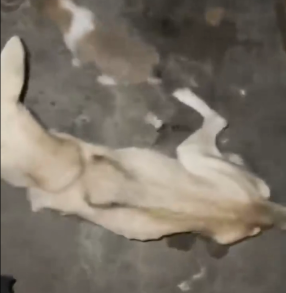 aa03134d3e136.png