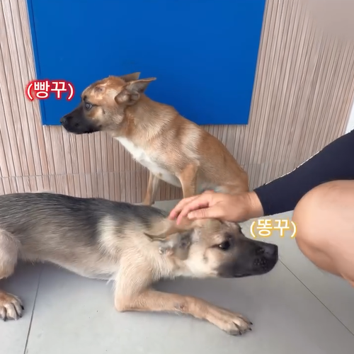 c8dfa7f3c1a06.png