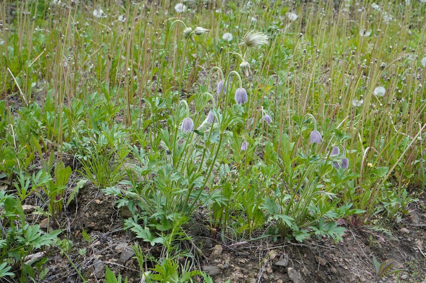 야외, 식물, 아관목, 광엽 초본이(가) 표시된 사진 AI 생성 콘텐츠는 정확하지 않을 수 있습니다.