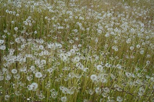 식물, 야외, 들판, 광엽 초본이(가) 표시된 사진 AI 생성 콘텐츠는 정확하지 않을 수 있습니다.