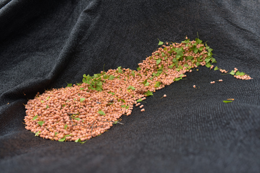 %ed%81%ac%ea%b8%b0%eb%b3%80%ed%99%98_161008_friendschildginkgo_015