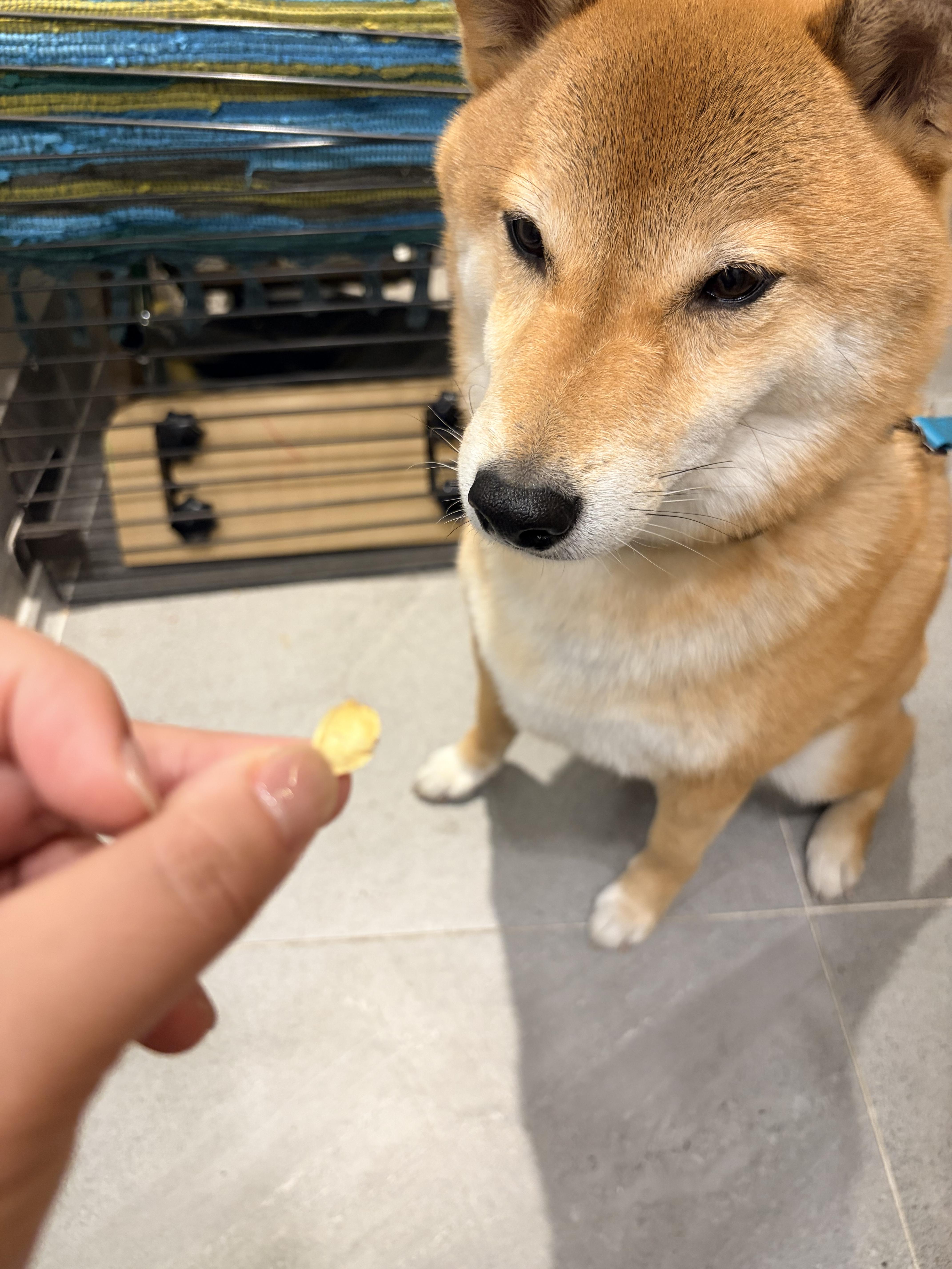 b4f0f06c3dc9f.jpeg