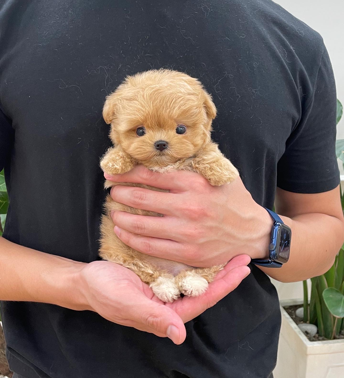 Caramel maltipoo hot sale