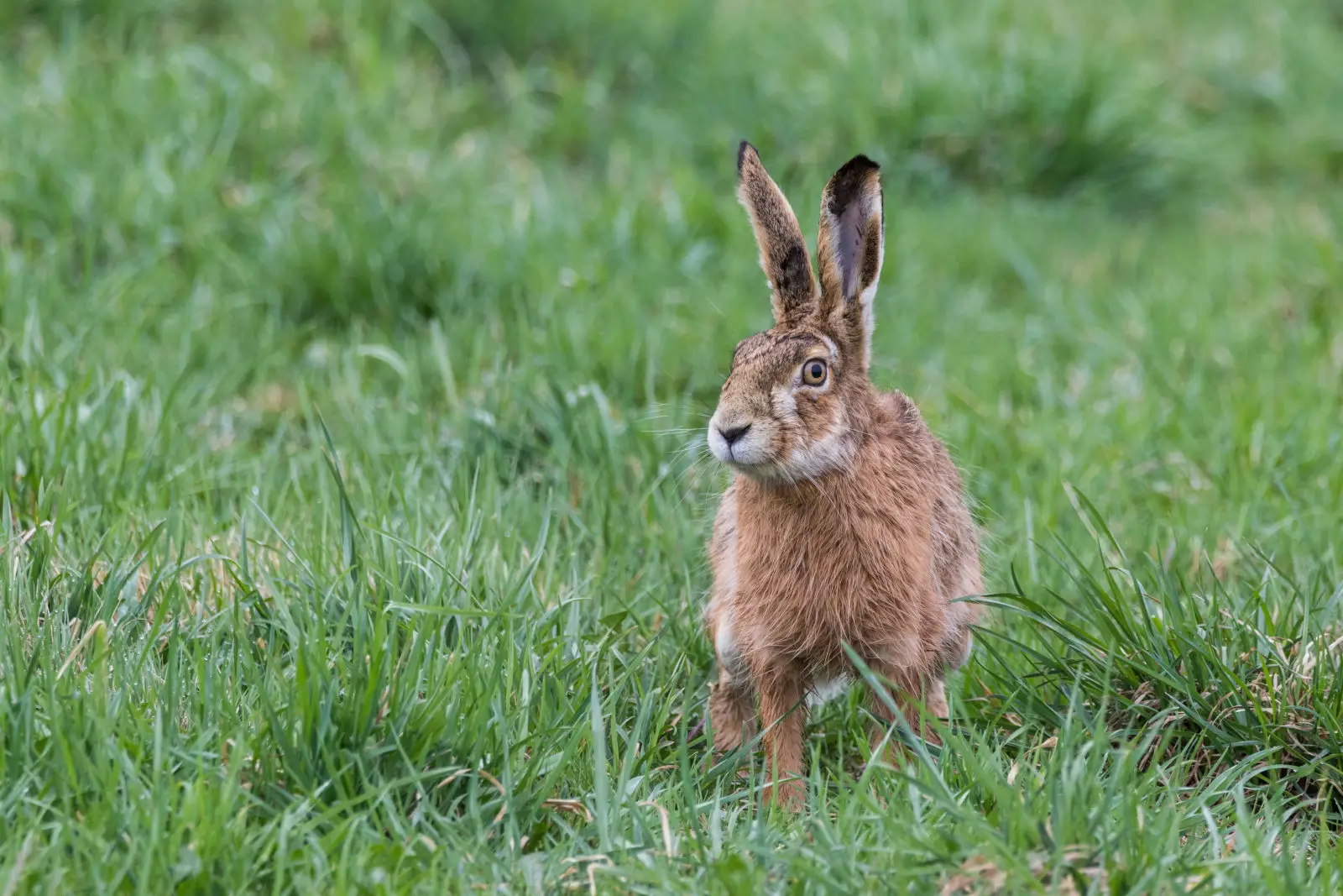 세상에서 가장 빠른 동물 TOP 10 | 밸류체인타임스 : 밸류체인타임스