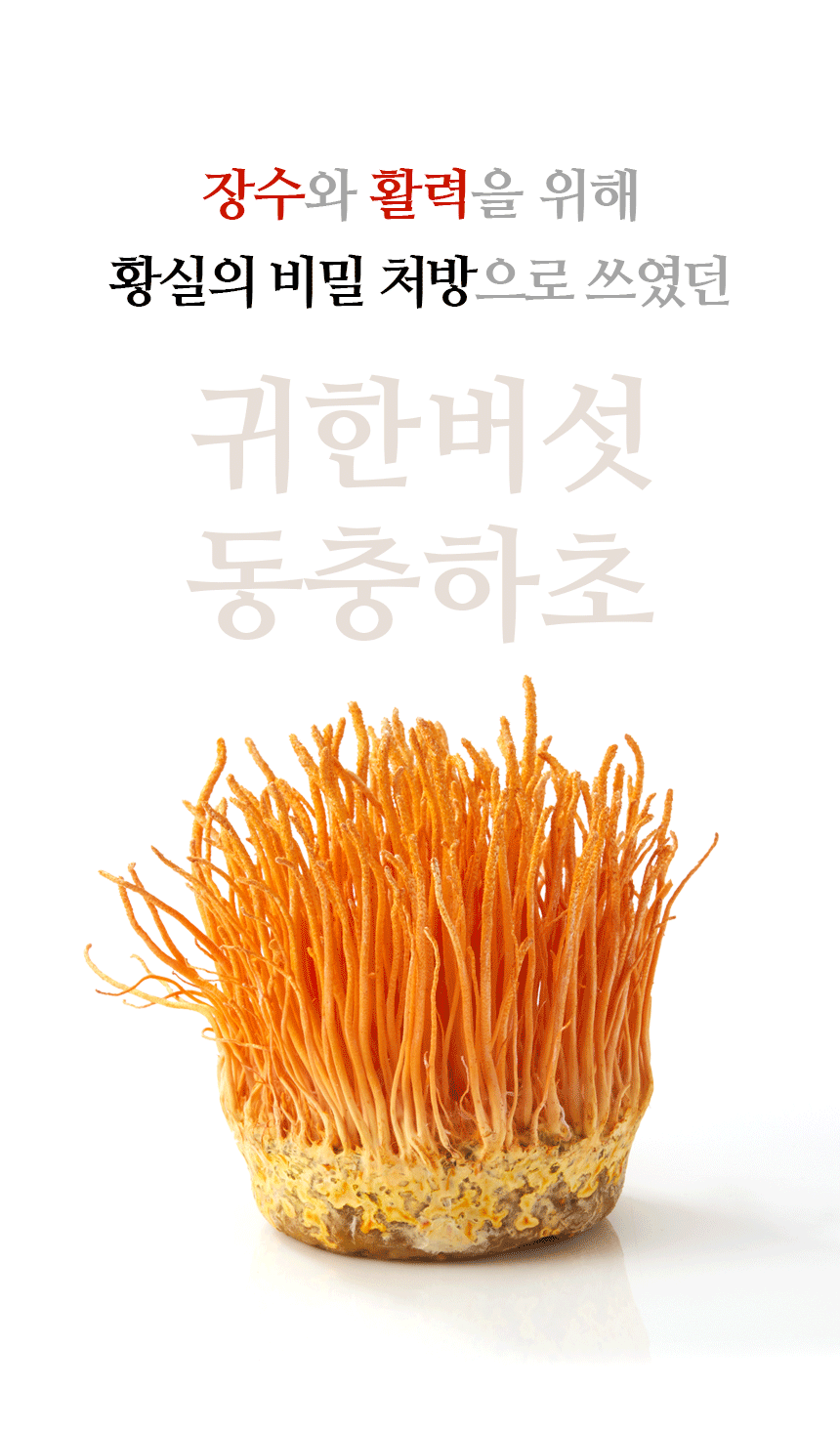 4개월분 4박스 (120포) 노궁동충하초