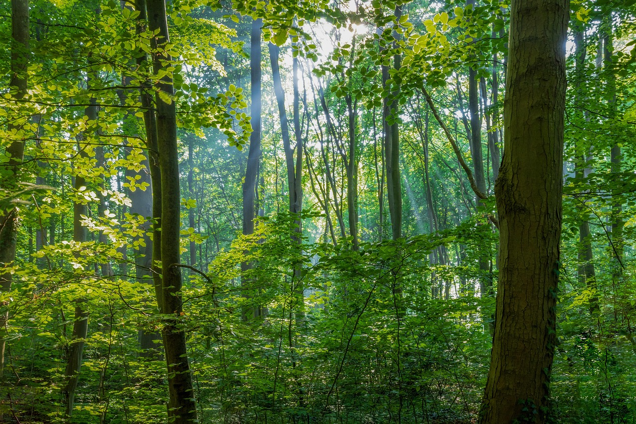 f7340095f562d.png
