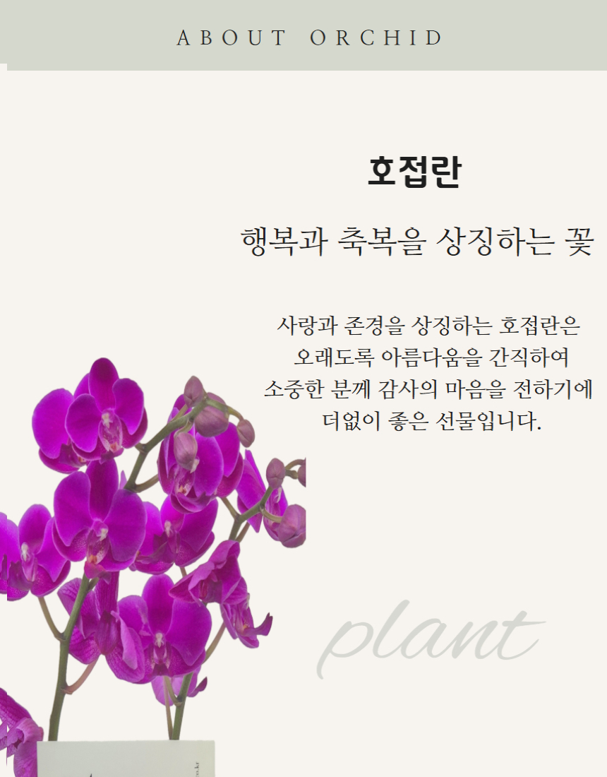 서양란 만천홍