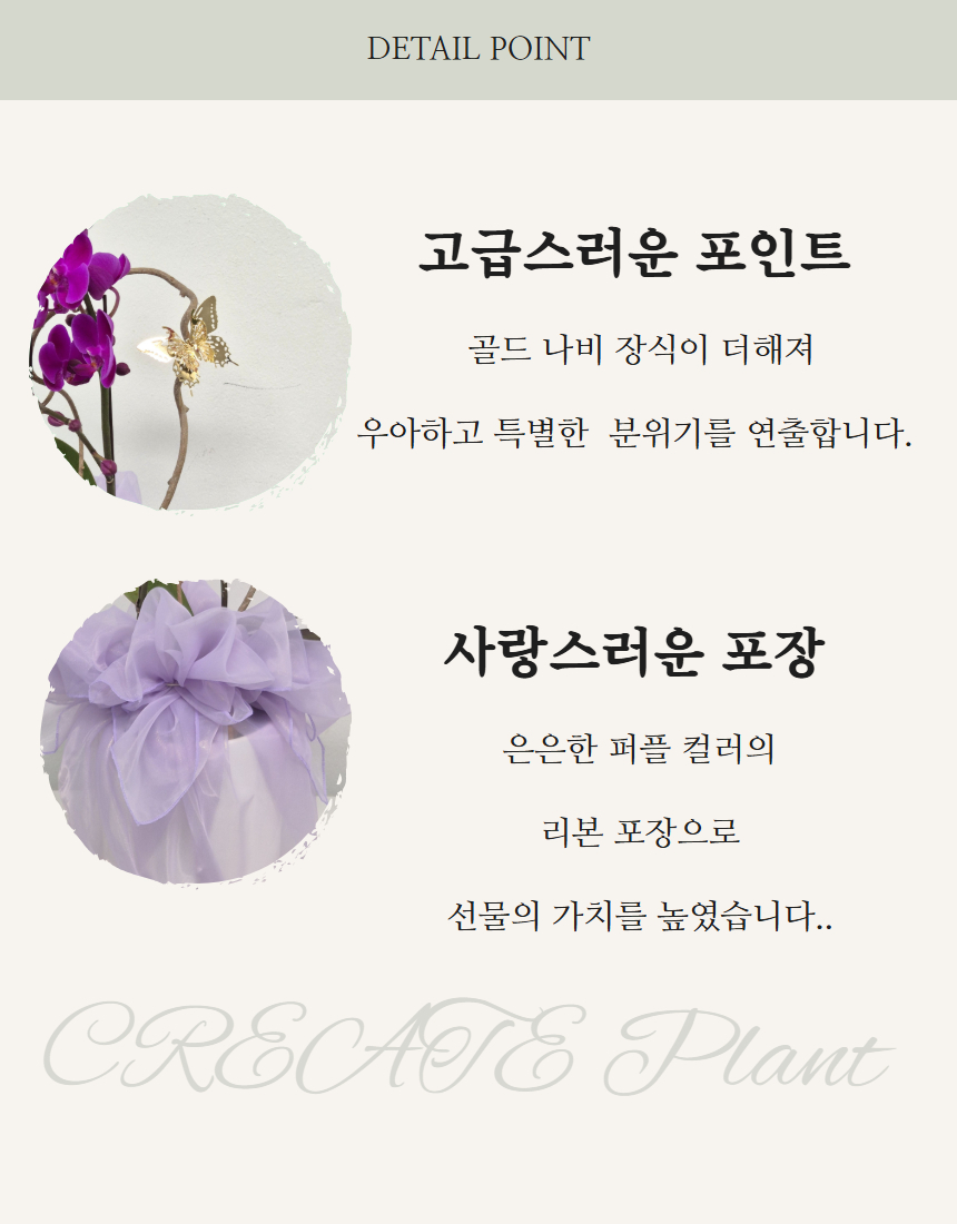 서양란 만천홍