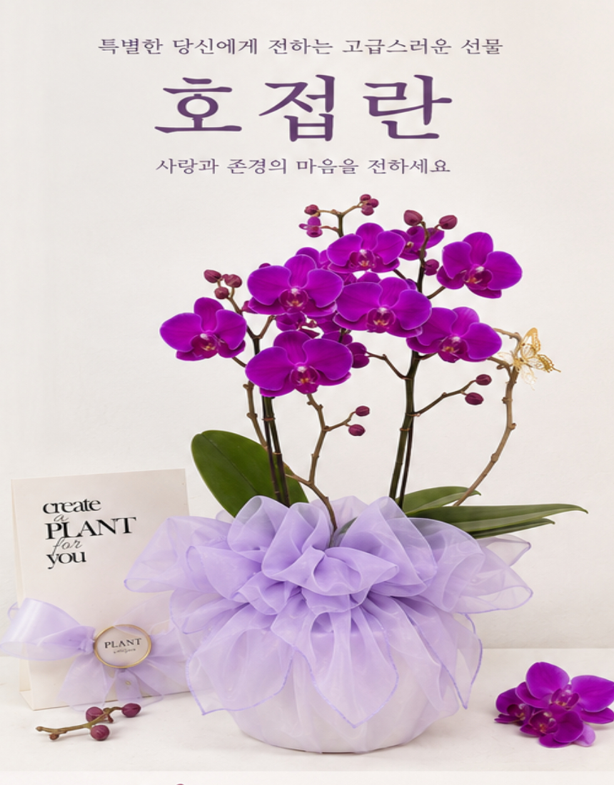 서양란 만천홍