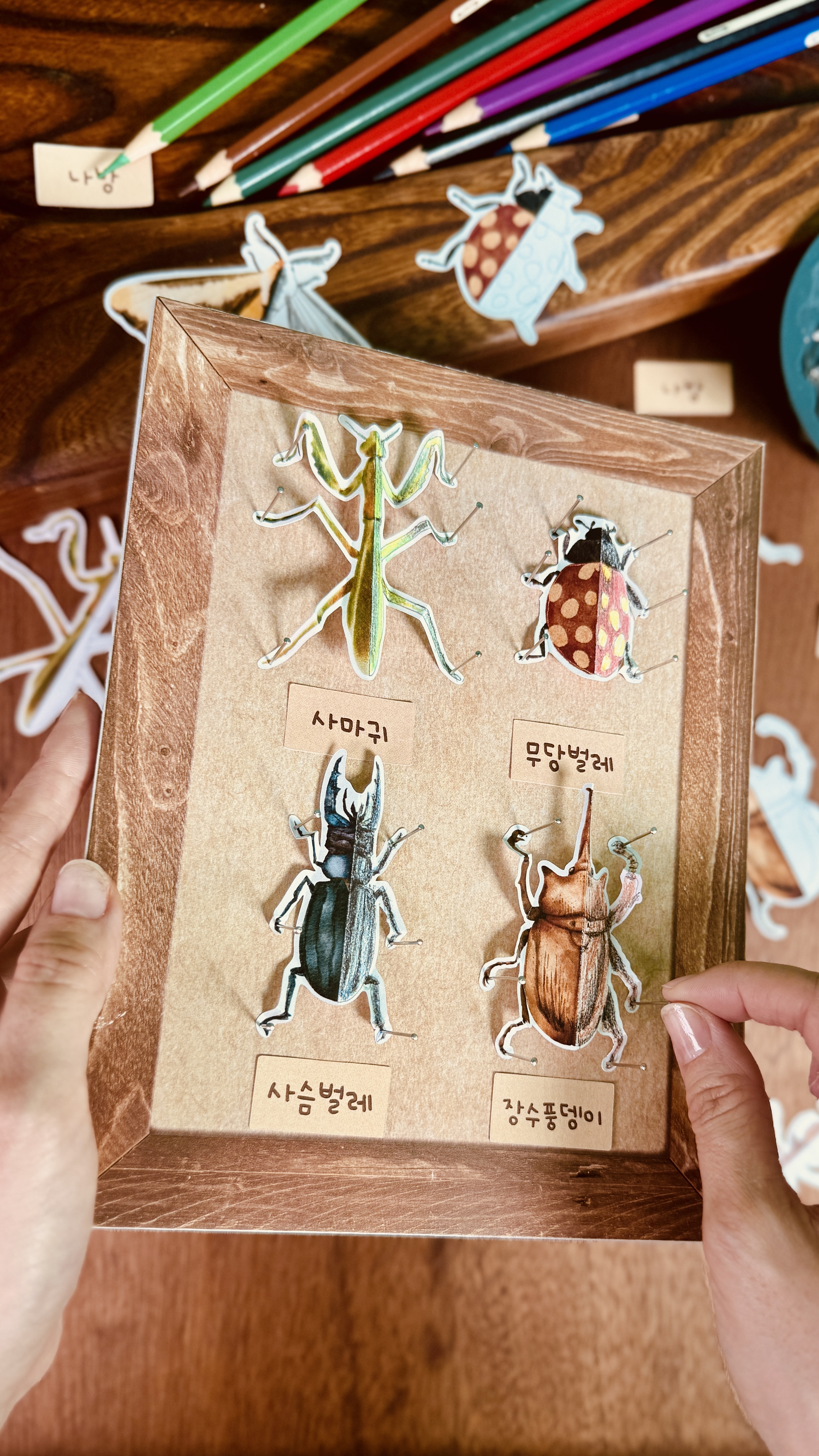 곤충 표본 아트