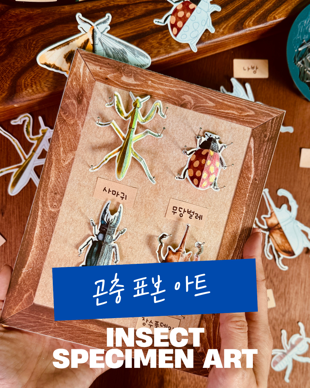 곤충 표본 아트