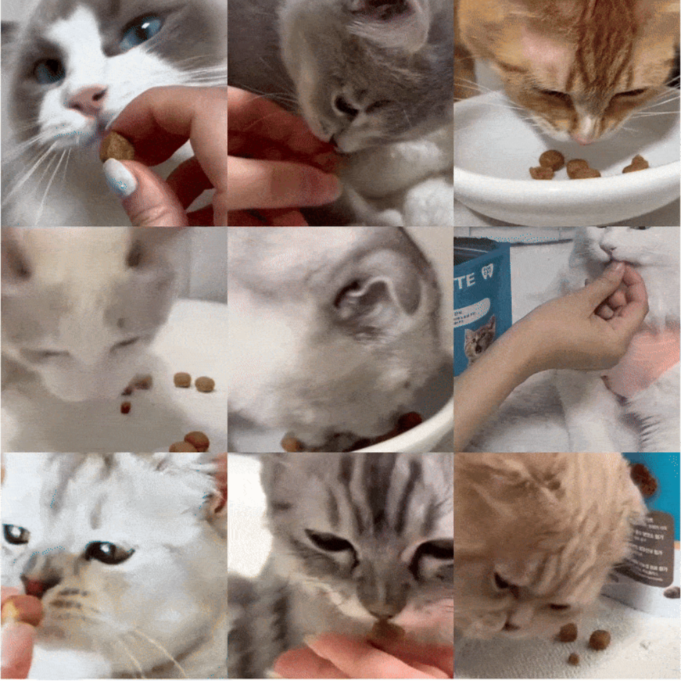 019 누터스가든 덴티바이트 캣 70g 고양이 간식 이빨과자 치석제거