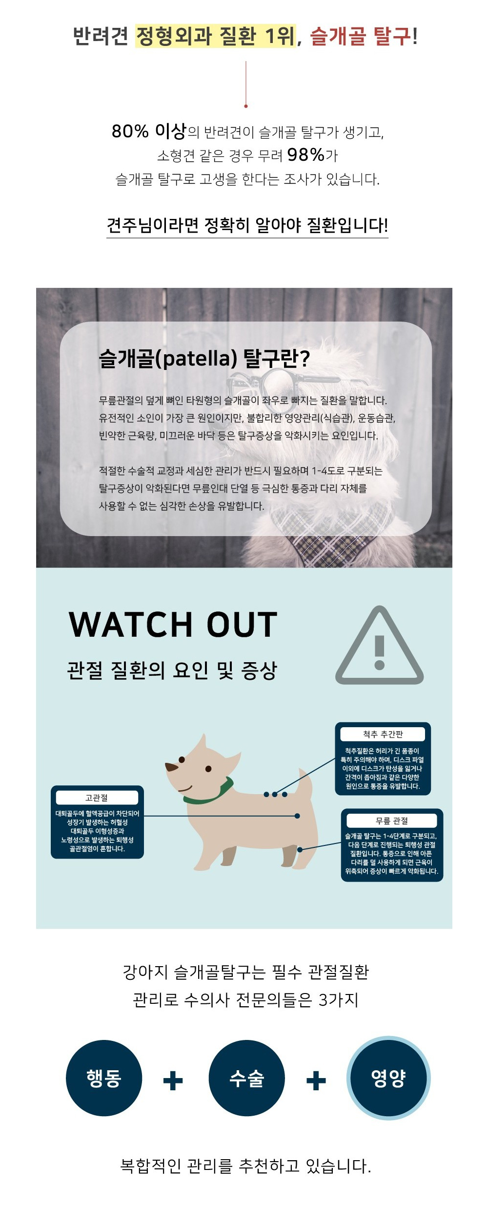 019 잠보아 조인트페인 영양간식 180g