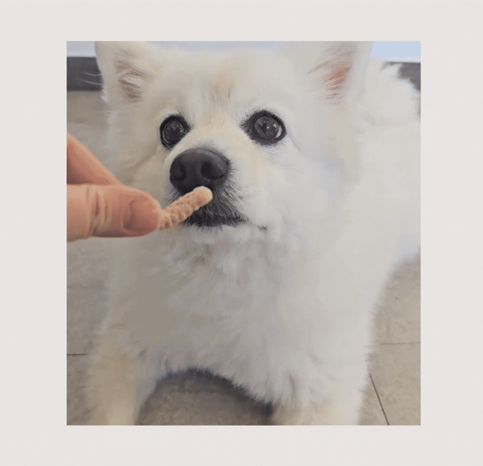 019 누터스가든 강아지 명태깡 100g