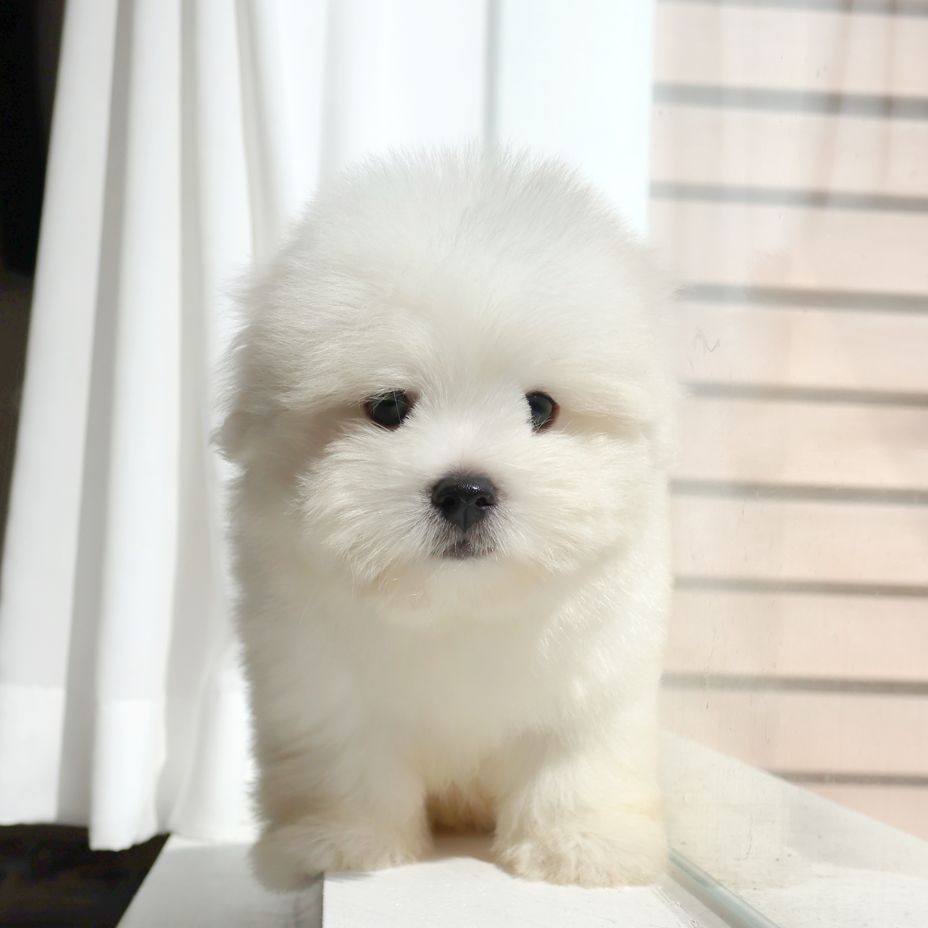 Coton de Tulear - 해달이