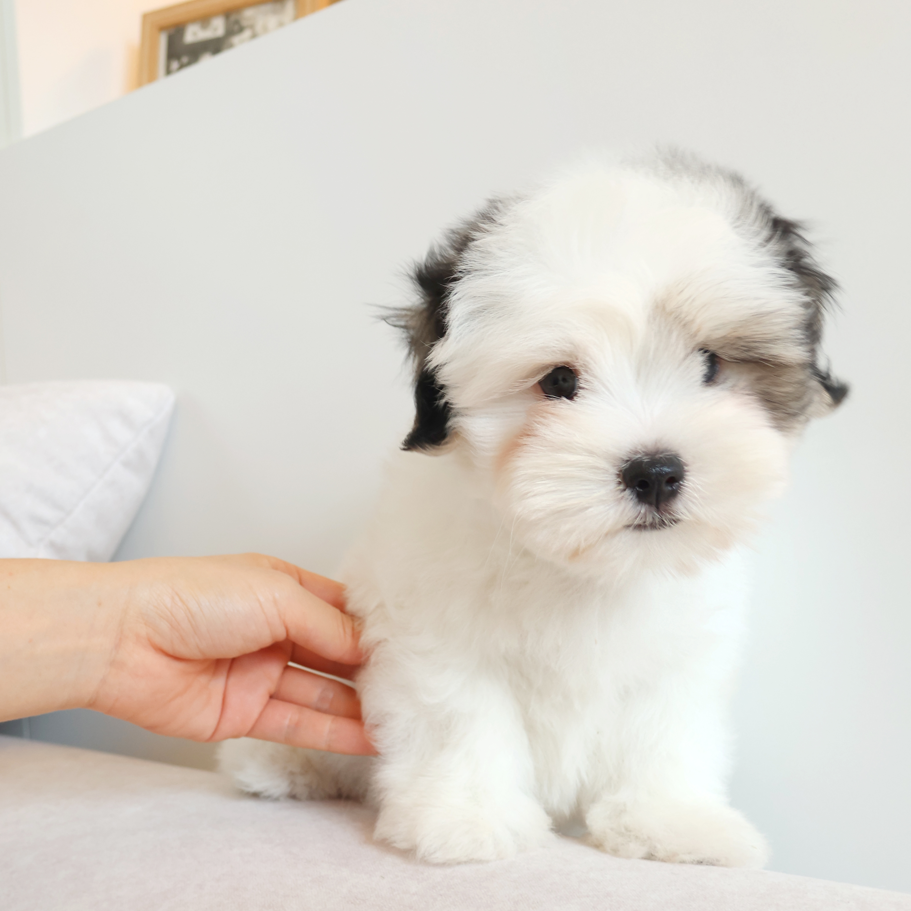 Coton de Tulear - 페퍼