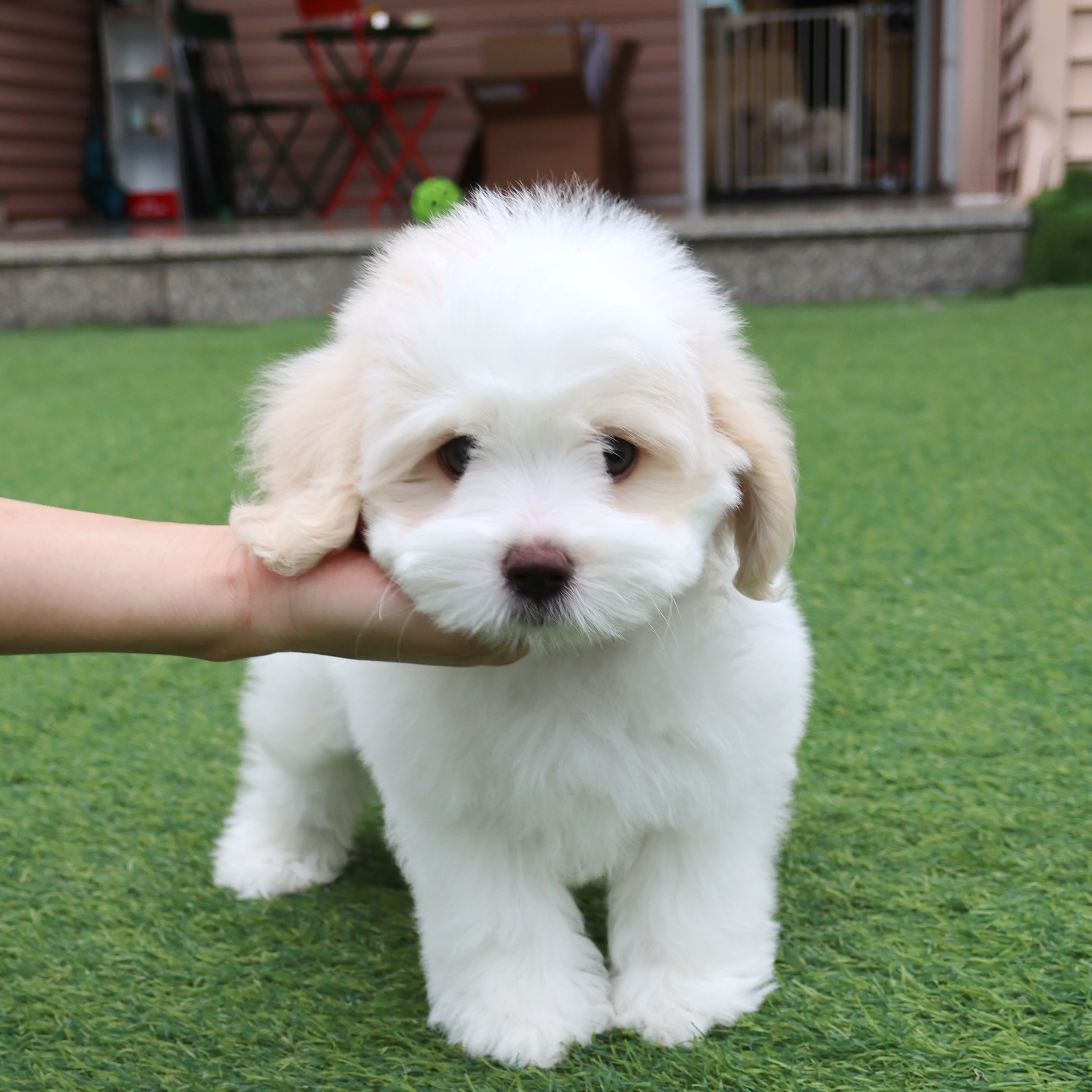 Coton de Tulear - 포포