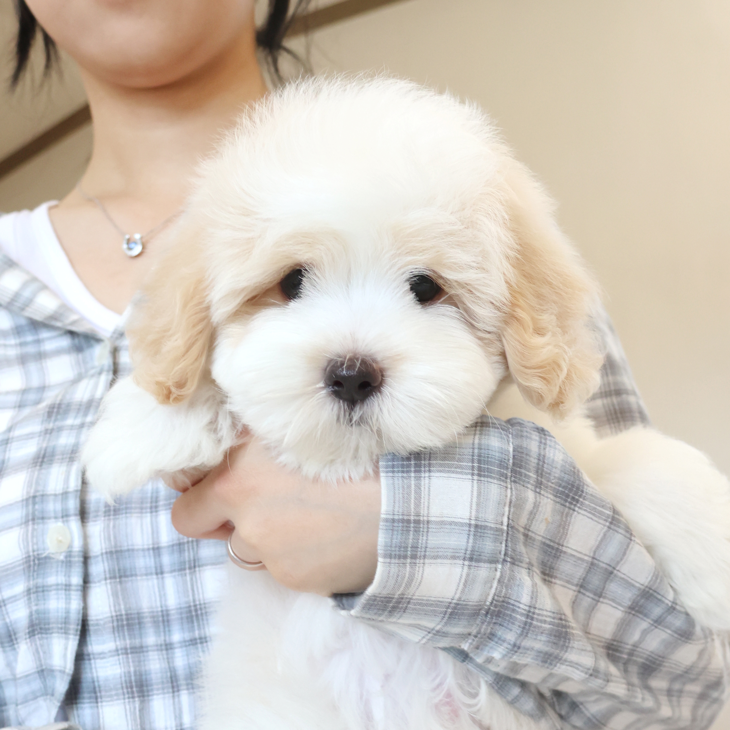 Coton de Tulear - 짱아