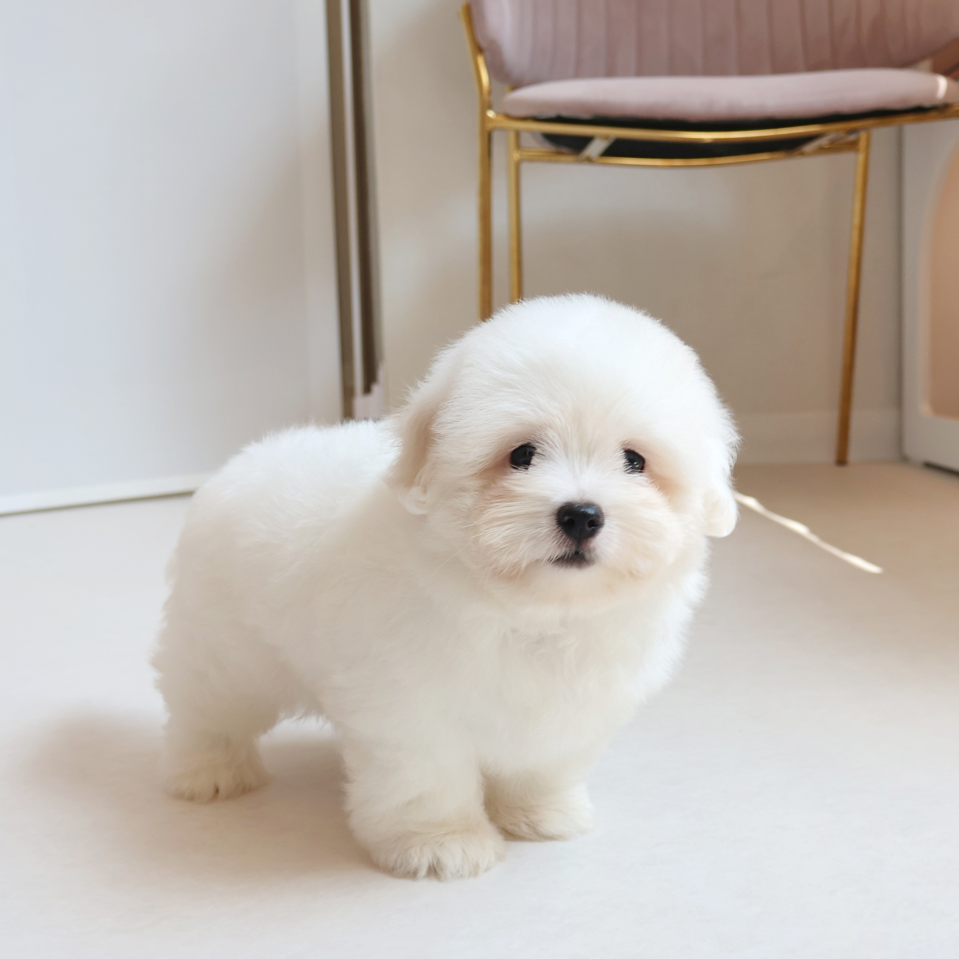Coton de Tulear - 치치