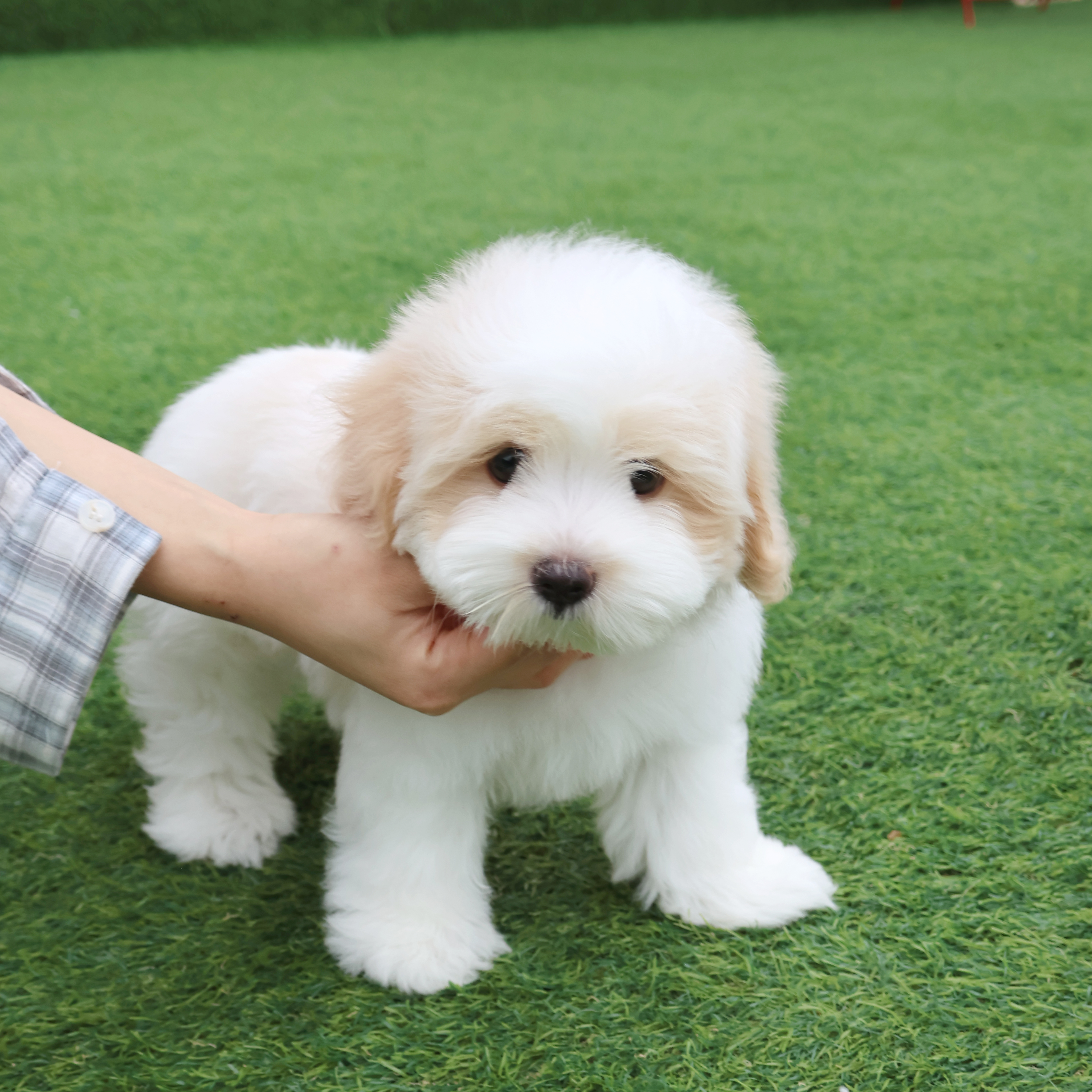Coton de Tulear - 짱아
